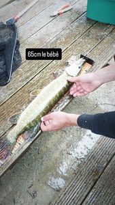 Northern Pike