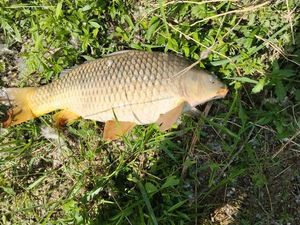Common Carp