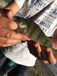 European Perch