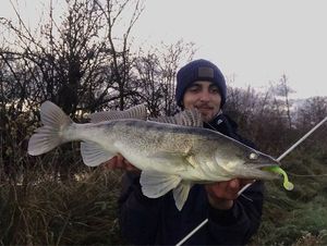 Zander