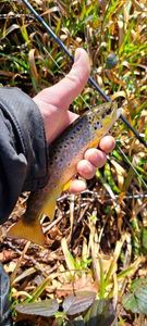 Brown Trout