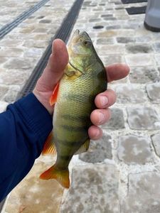 European Perch