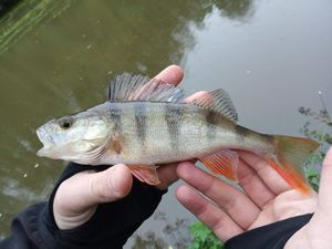 European Perch
