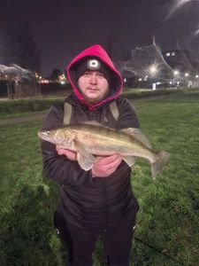 Zander