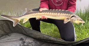 Sturgeon