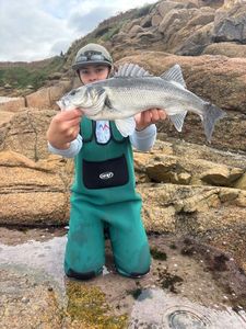 European Bass (Seabass)