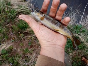 Brown Trout