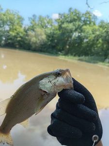 Largemouth Bass