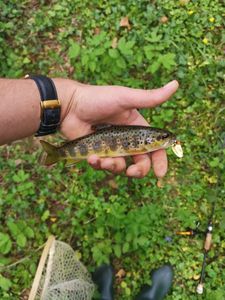 Brown Trout