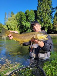 Brown Trout