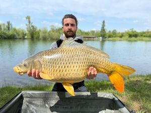 Common Carp