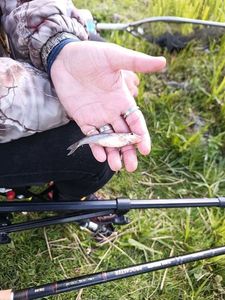 Gudgeon