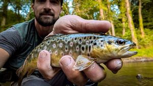 Brown Trout