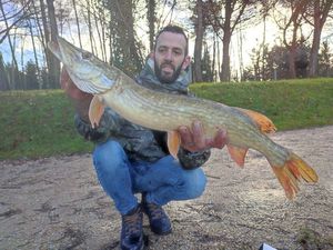 Northern Pike
