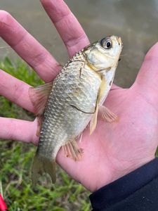 Crucian Carp