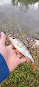 European Perch