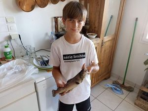Rainbow Trout