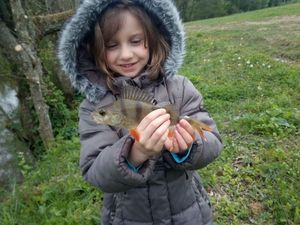 European Perch