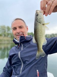 Largemouth Bass