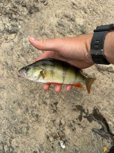 European Perch