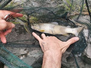 Brown Trout