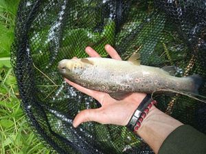 Brown Trout