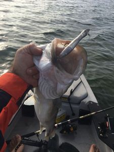 European Bass (Seabass)