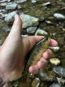 Brown Trout