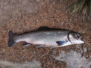 Brook Trout