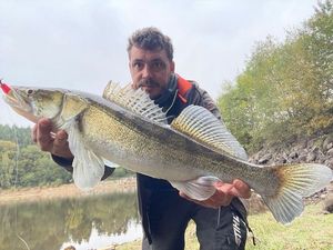 Zander