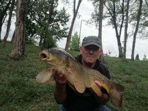 Common Carp