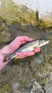 Barbel