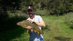Common Carp