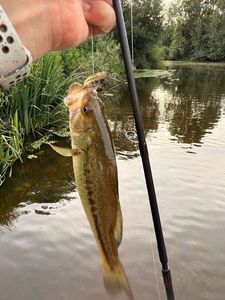 Largemouth Bass