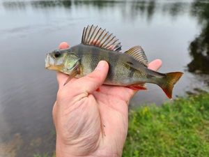 European Perch