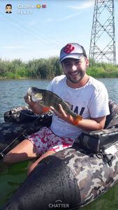 European Perch