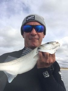 European Bass (Seabass)