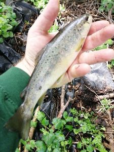Brown Trout