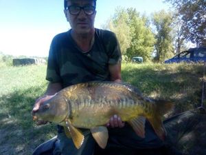 Common Carp