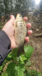 Crucian Carp