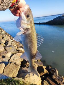 European Bass (Seabass)