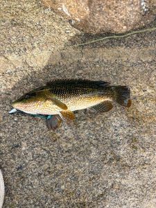 Ballan Wrasse