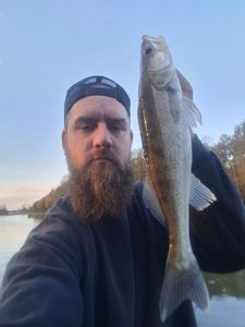 Zander