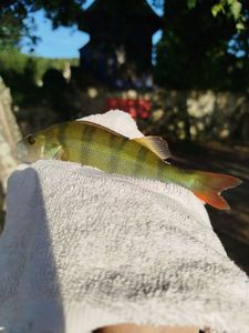 European Perch