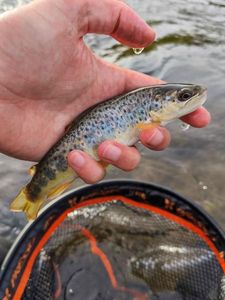 Brown Trout