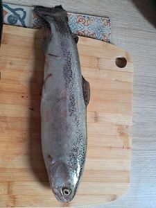 Rainbow Trout