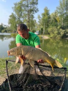 Common Carp