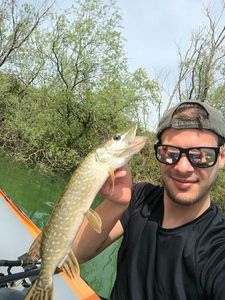 Northern Pike