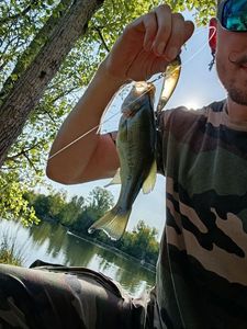 Largemouth Bass