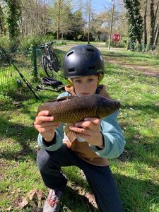 Common Carp
